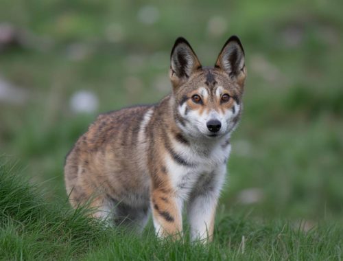 Animaux et médiumnité : comment nos compagnons perçoivent l’invisible