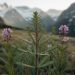 Le rôle des plantes dans la médiumnité : comment la nature amplifie vos perceptions spirituelles