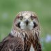 Animal totem écureuil : signification et message spirituel