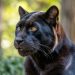 Animal totem panthère noire : symbolisme profond et pouvoirs cachés